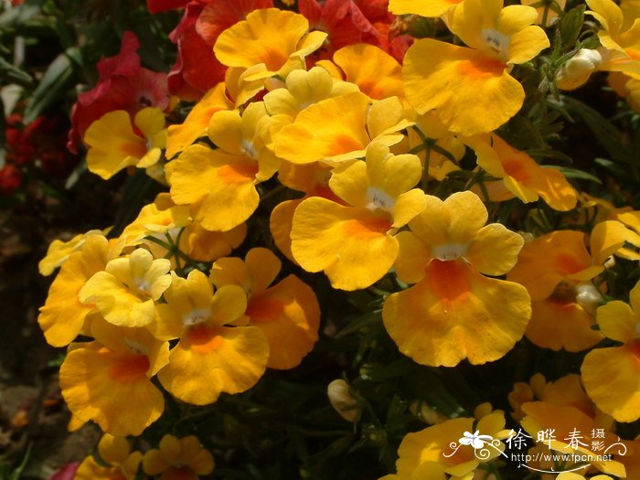 龙面花Nemesia strumosa 龙面花Nemesia strumosa