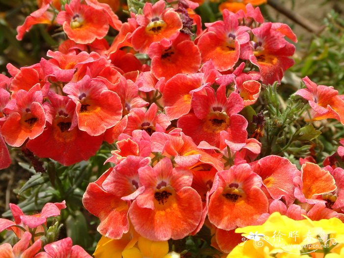 龙面花Nemesia strumosa 龙面花Nemesia strumosa