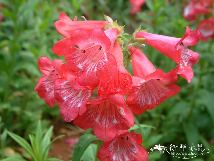 钓钟柳Penstemon campanulatus 钓钟柳Penstemon campanulatus