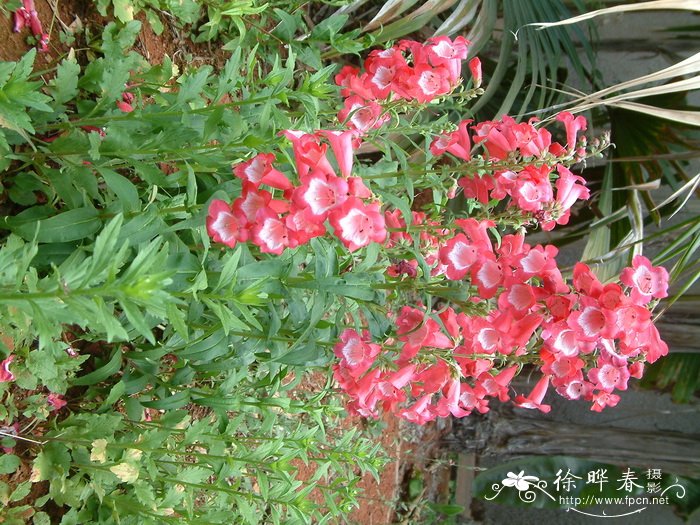 钓钟柳Penstemon campanulatus