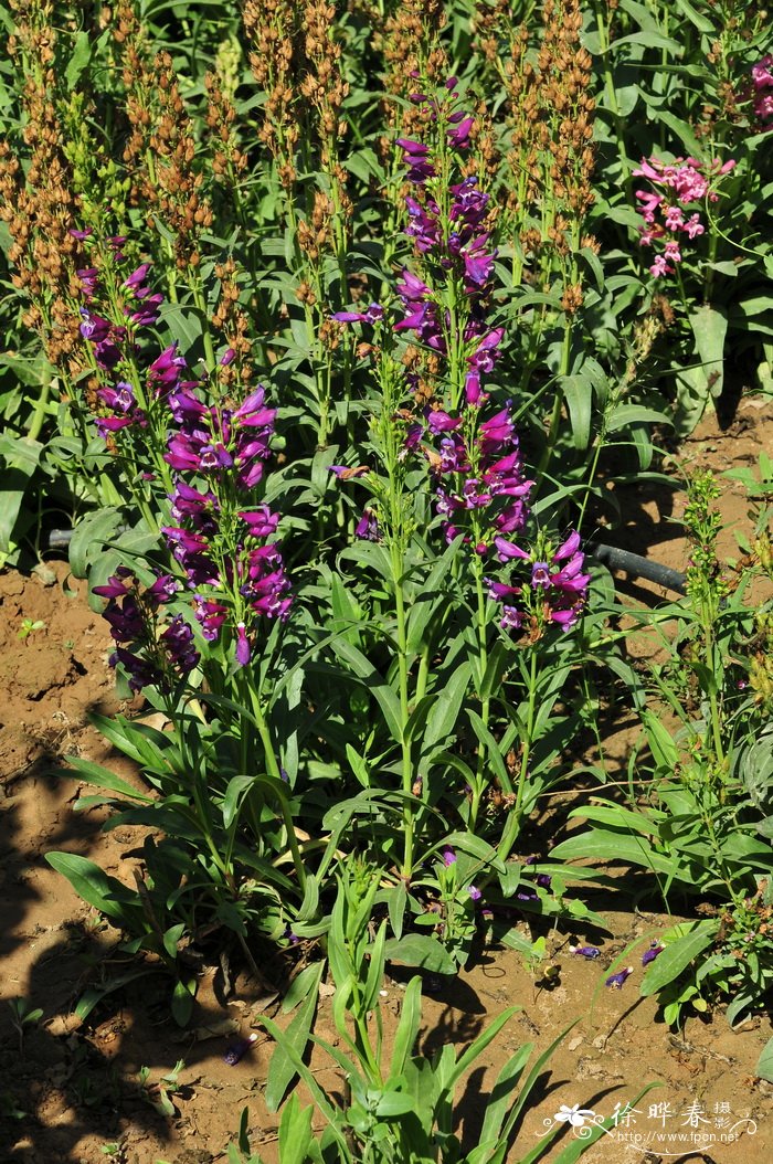 钓钟柳Penstemon campanulatus 钓钟柳Penstemon campanulatus