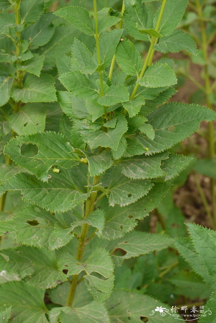 北玄参Scrophularia buergeriana