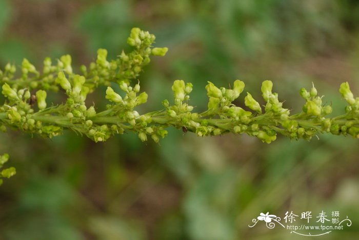 北玄参Scrophularia buergeriana