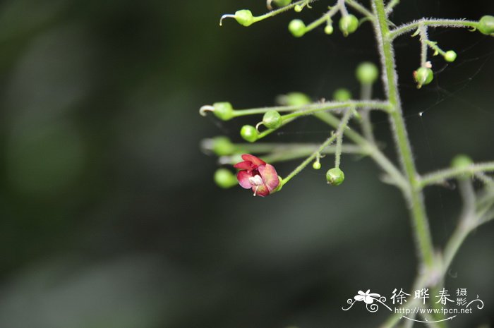 玄参Scrophularia ningpoensis 玄参Scrophularia ningpoensis