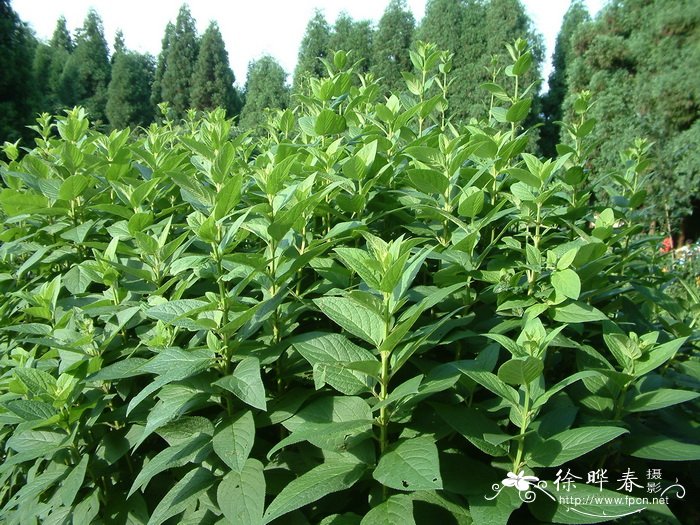 玄参Scrophularia ningpoensis