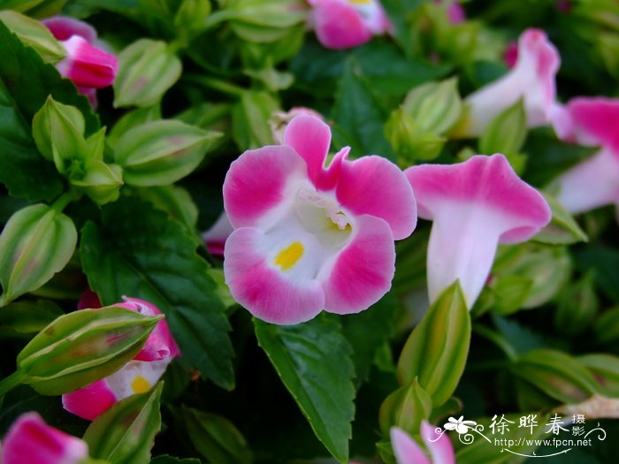 夏堇Torenia fournieri