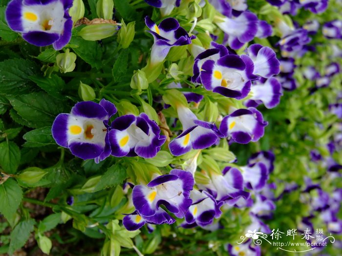 夏堇Torenia fournieri 夏堇Torenia fournieri