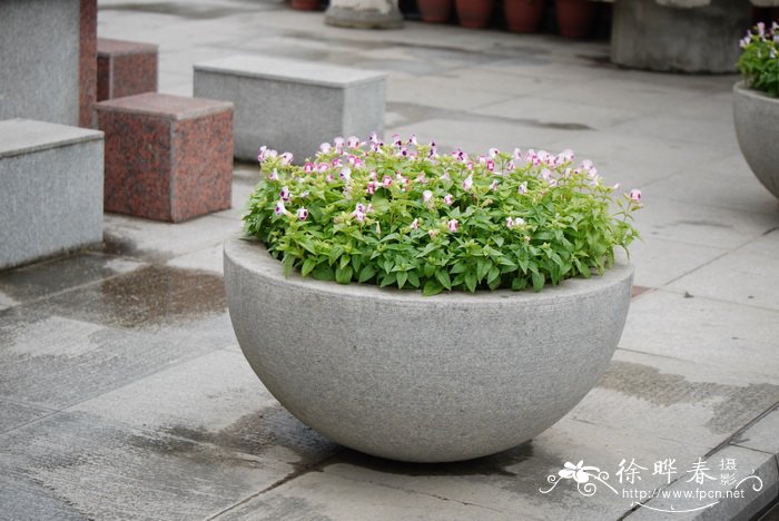 夏堇Torenia fournieri 夏堇Torenia fournieri