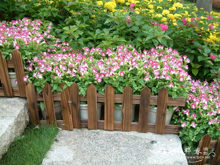 夏堇Torenia fournieri 夏堇Torenia fournieri