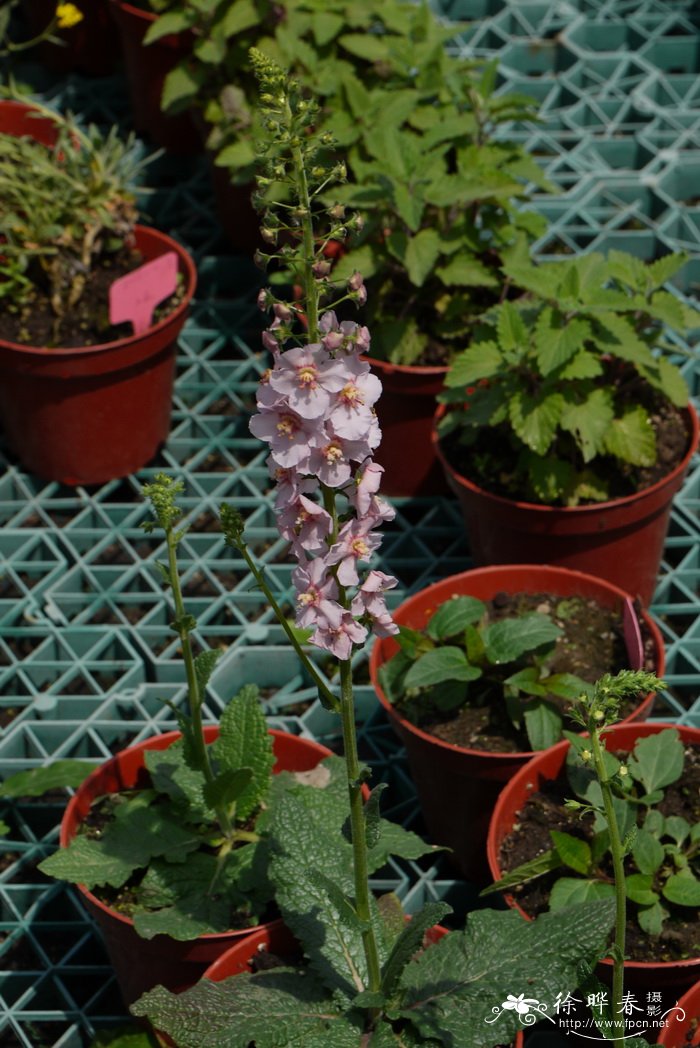 ‘海伦约翰逊’毛蕊花Verbascum 'Helen Johnson'