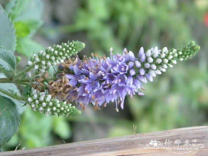 穗花婆婆纳Veronica spicata