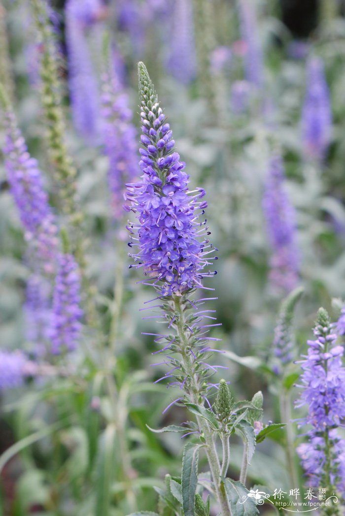 穗花婆婆纳Veronica spicata