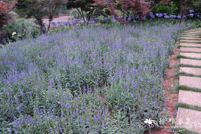 穗花婆婆纳Veronica spicata