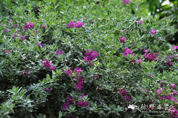 红花玉芙蓉Leucophyllum frutescens