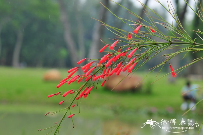 炮仗竹Russelia equisetiformis