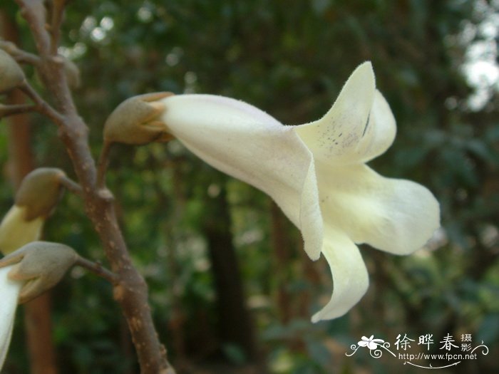 泡桐Paulownia fortunei 泡桐Paulownia fortunei