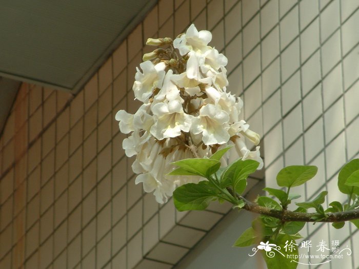 泡桐Paulownia fortunei 泡桐Paulownia fortunei