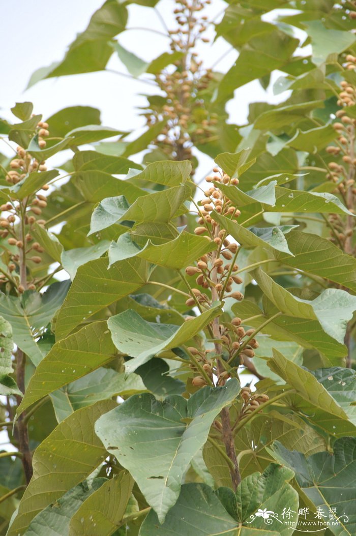 泡桐Paulownia fortunei