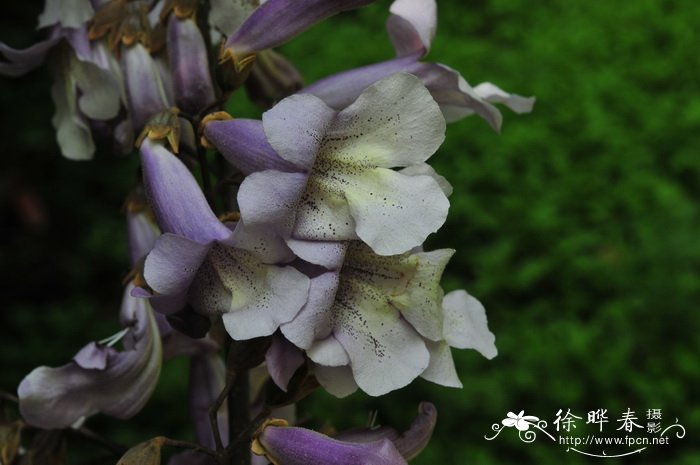 兰考泡桐Paulownia elongata 兰考泡桐Paulownia elongata