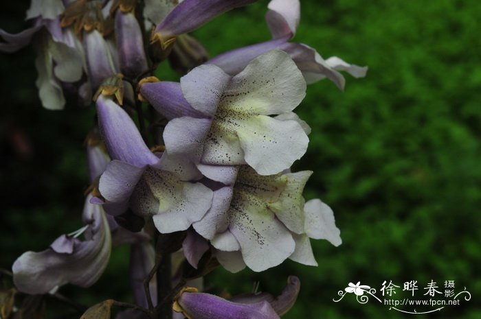 兰考泡桐Paulownia elongata