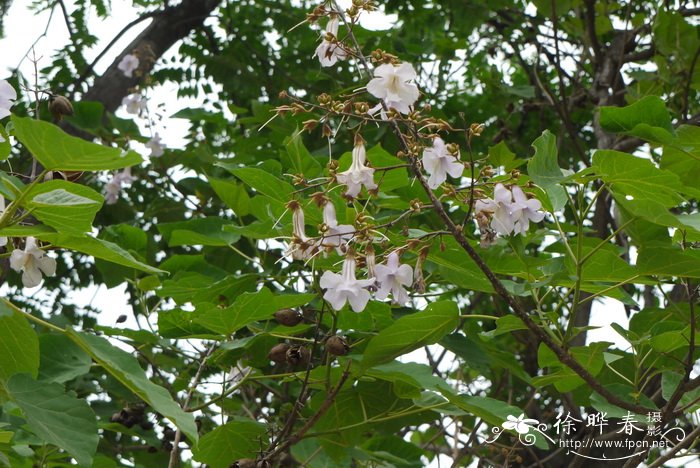 兰考泡桐Paulownia elongata