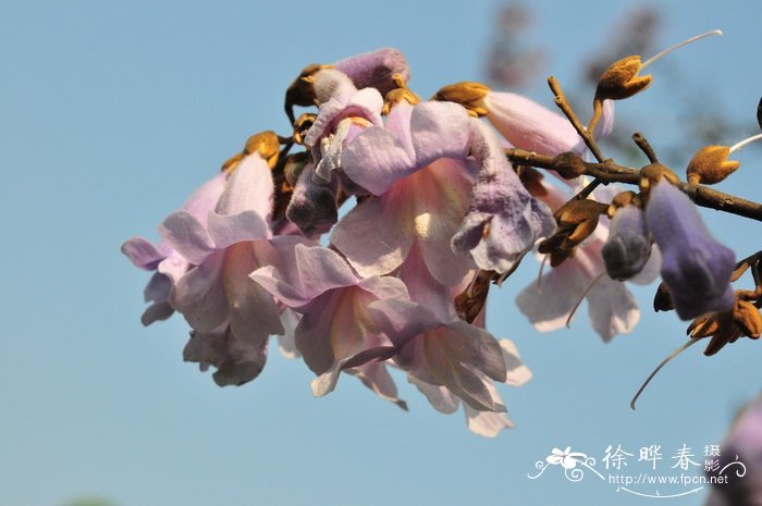 毛泡桐Paulownia tomentosa