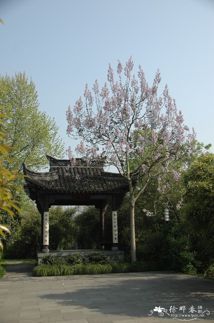 毛泡桐Paulownia tomentosa