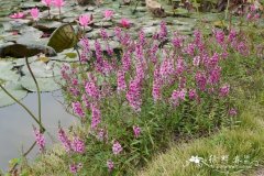 天使花Angelonia salicariifolia