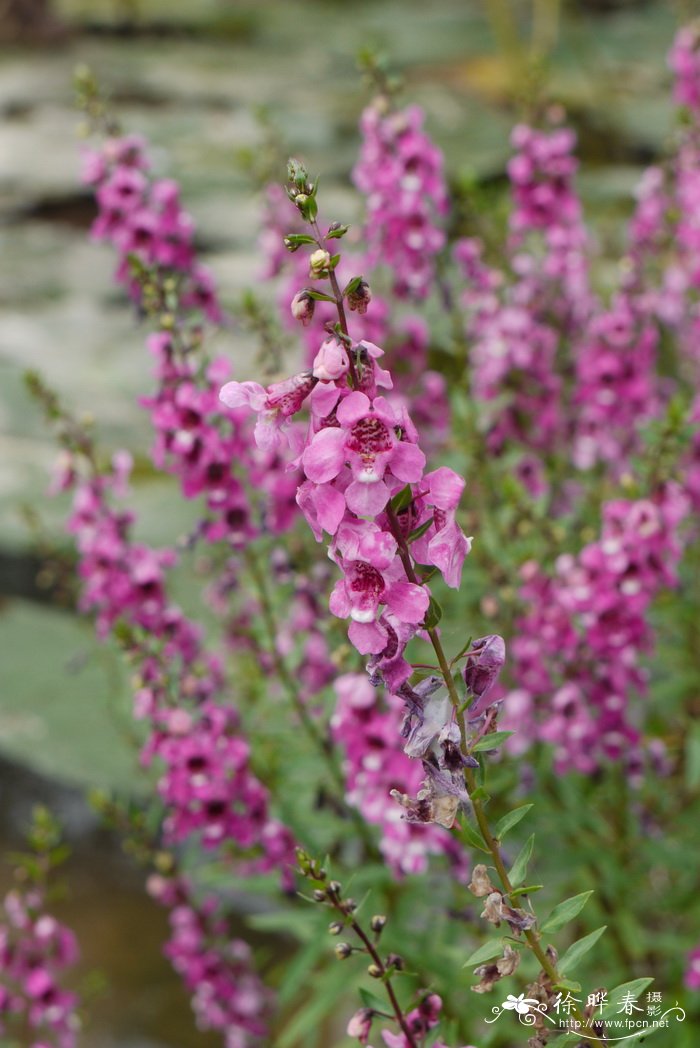 天使花Angelonia salicariifolia