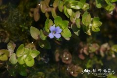 巴戈草Bacopa caroliniana