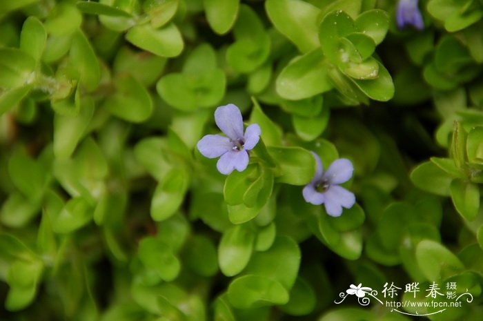 巴戈草Bacopa caroliniana