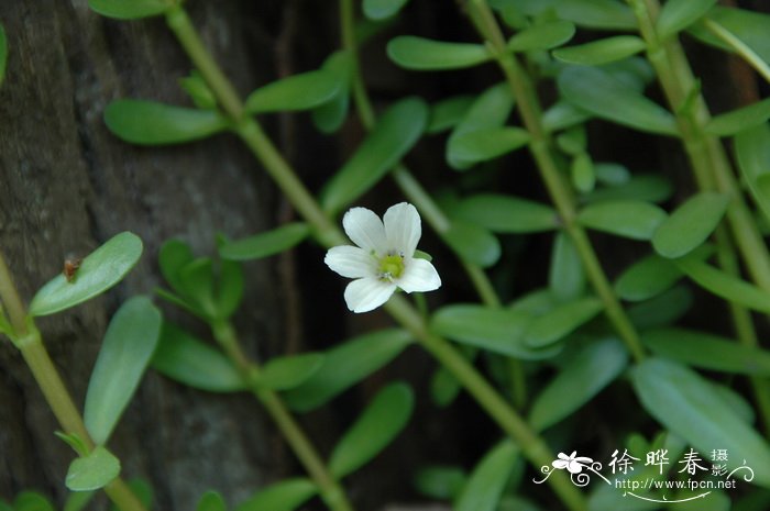 假马齿苋Bacopa monnieri 假马齿苋Bacopa monnieri
