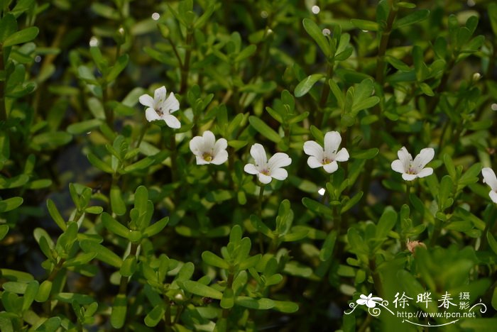 假马齿苋Bacopa monnieri 假马齿苋Bacopa monnieri