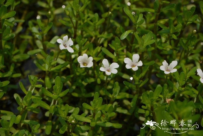 假马齿苋Bacopa monnieri