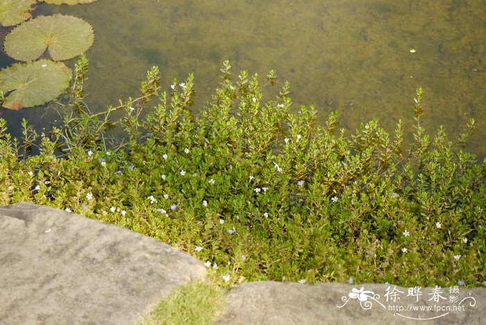 假马齿苋Bacopa monnieri 假马齿苋Bacopa monnieri