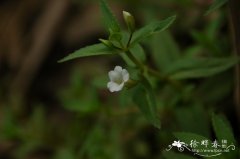 紫苏草Limnophila aromatica