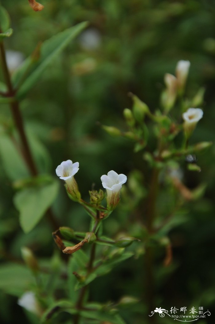 紫苏草Limnophila aromatica 紫苏草Limnophila aromatica