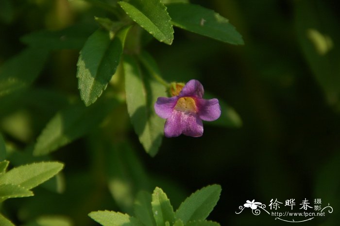 中华石龙尾Limnophila chinensis 中华石龙尾Limnophila chinensis