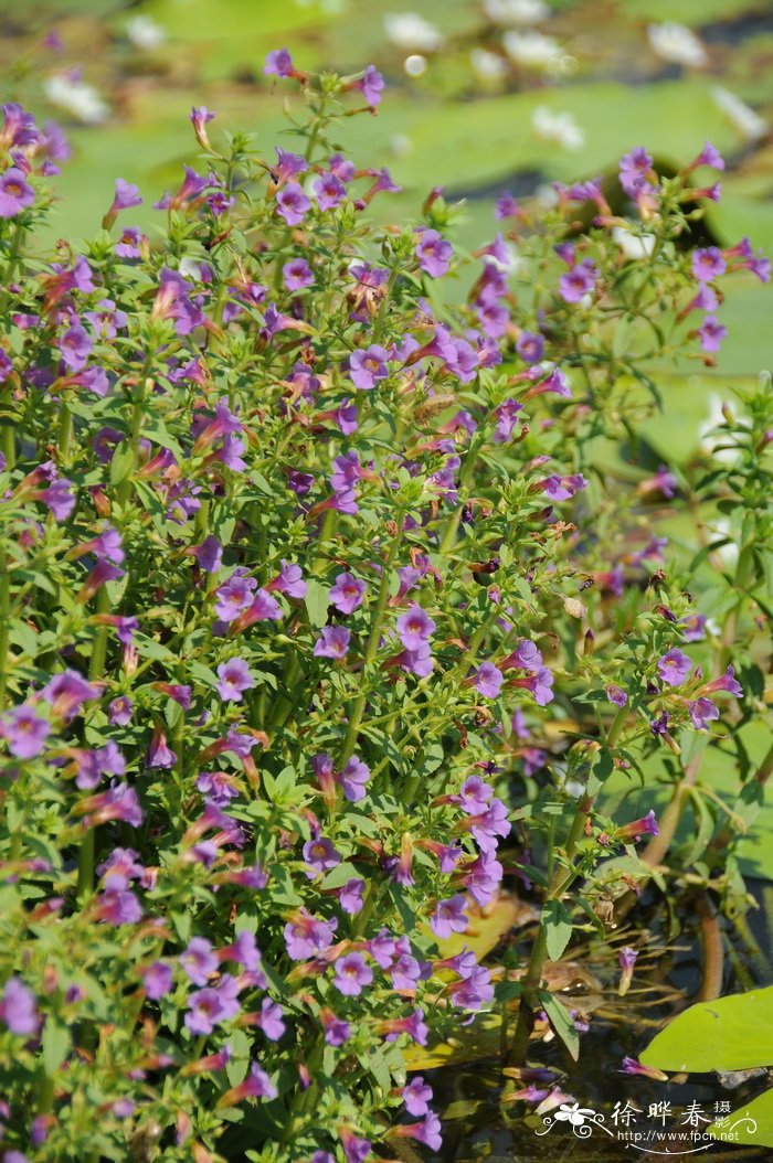 中华石龙尾Limnophila chinensis 中华石龙尾Limnophila chinensis