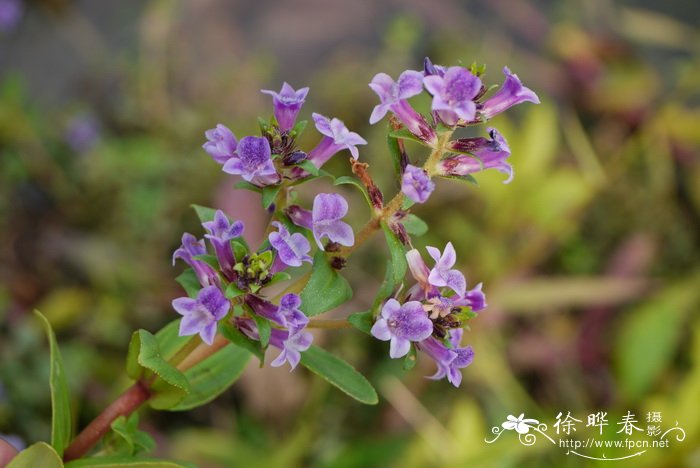 中华石龙尾Limnophila chinensis 中华石龙尾Limnophila chinensis