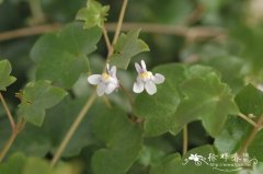 铙钹花Cymbalaria muralis