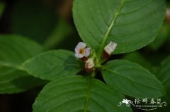 大叶石龙尾Limnophila rugosa