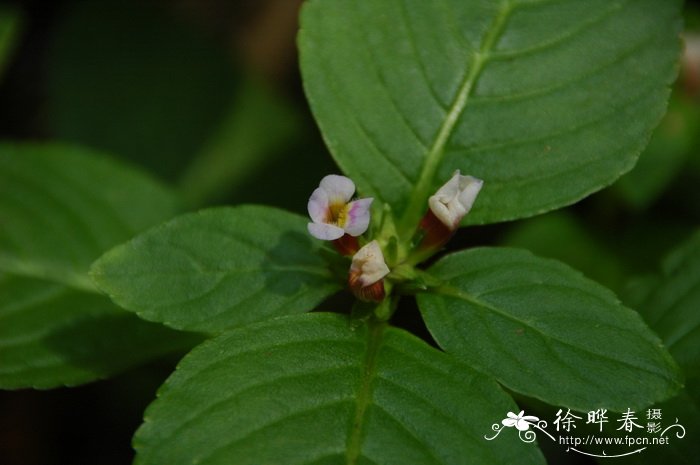 大叶石龙尾Limnophila rugosa 大叶石龙尾Limnophila rugosa