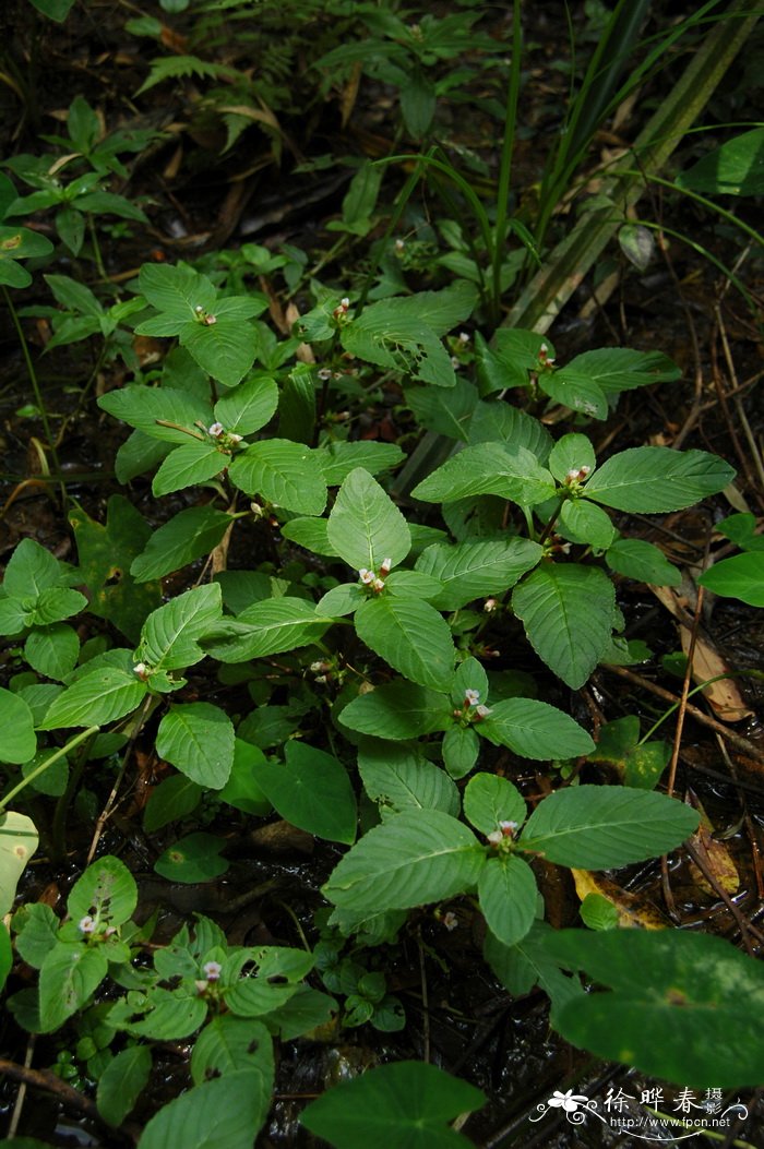大叶石龙尾Limnophila rugosa 大叶石龙尾Limnophila rugosa