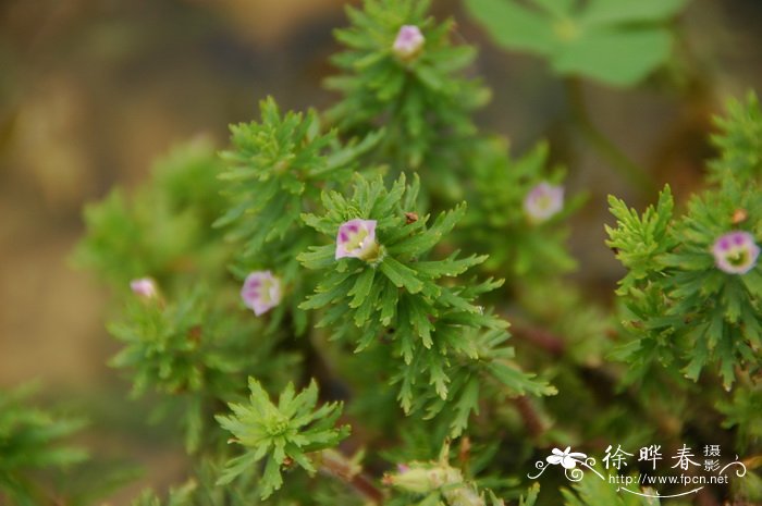 石龙尾Limnophila sessiliflora 石龙尾Limnophila sessiliflora