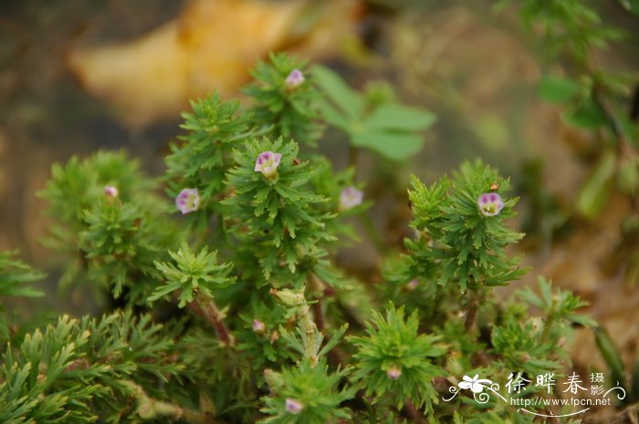 石龙尾Limnophila sessiliflora 石龙尾Limnophila sessiliflora