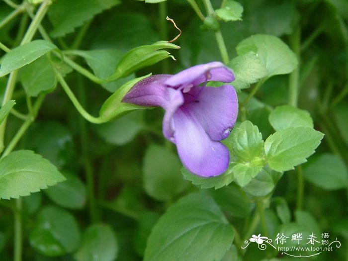 单色蝴蝶草Torenia concolor 单色蝴蝶草Torenia concolor