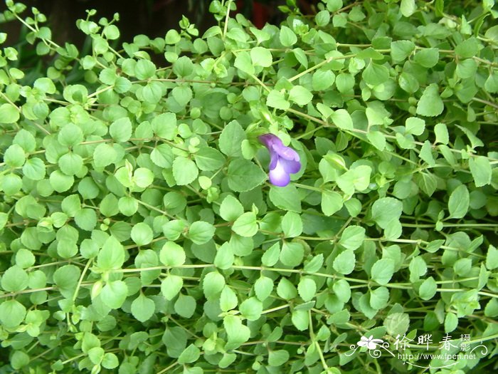 单色蝴蝶草Torenia concolor 单色蝴蝶草Torenia concolor