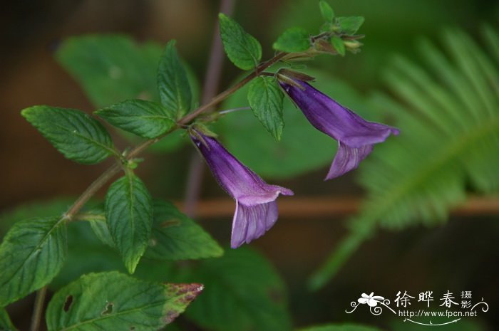 毛麝香Adenosma glutinosum 毛麝香Adenosma glutinosum