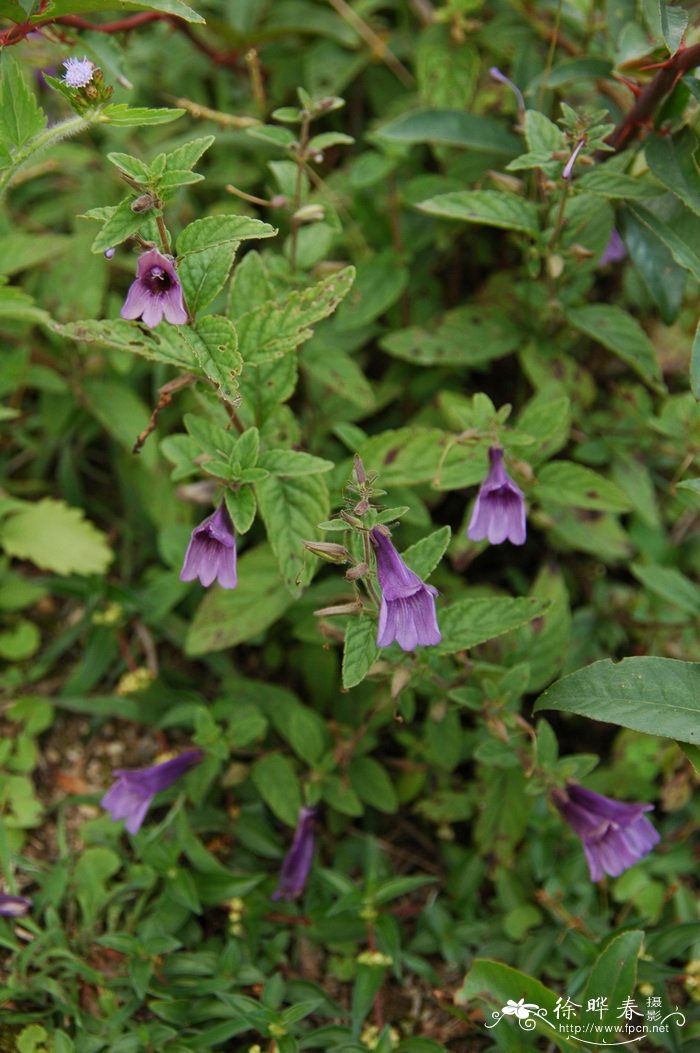 毛麝香Adenosma glutinosum 毛麝香Adenosma glutinosum